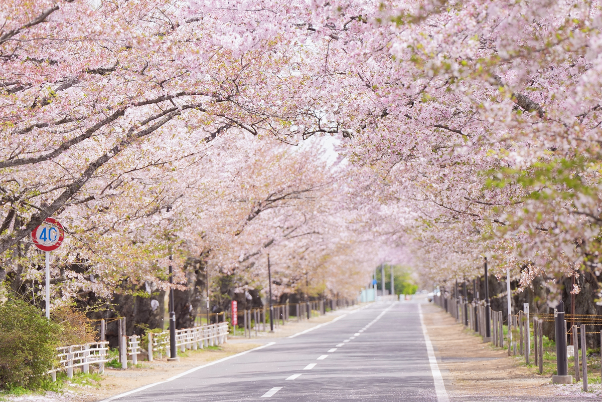 「富岡町の誇り」夜の森の桜並木 | Re-Futaba