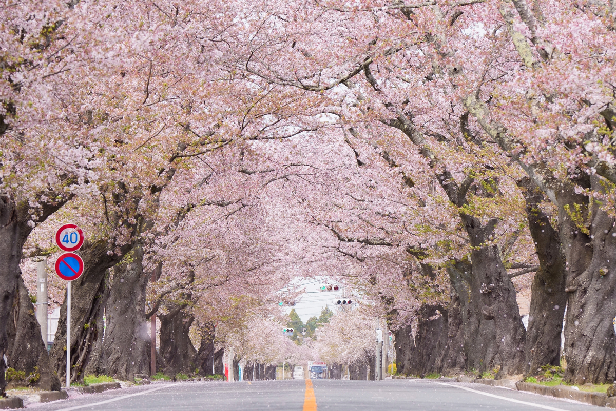 桜並木 富岡町の誇り」夜の森の桜並木 | Re-Futaba
