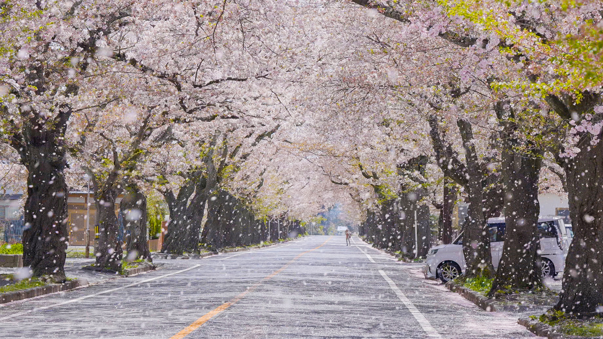 「富岡町の誇り」夜の森の桜並木 | Re-Futaba